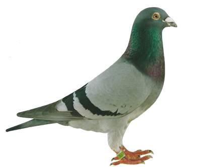 He died in the spring of 1995 at the age of 14, which was a serious blow for Gaby s breeding team. After all, pigeons with such qualities are quite rare.