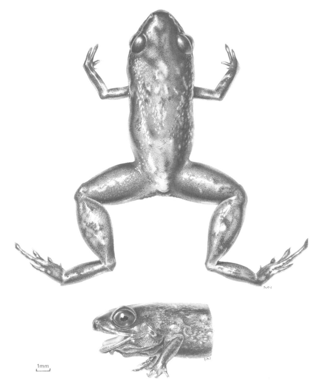 HOOGMOED & LESCURE: SOUTH AMERICAN FROGS 97 Fig. 5.
