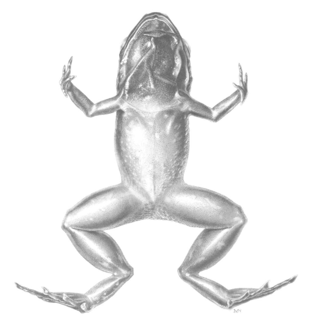 HOOGMOED & LESCURE: SOUTH AMERICAN FROGS 99 1 mm Fig.