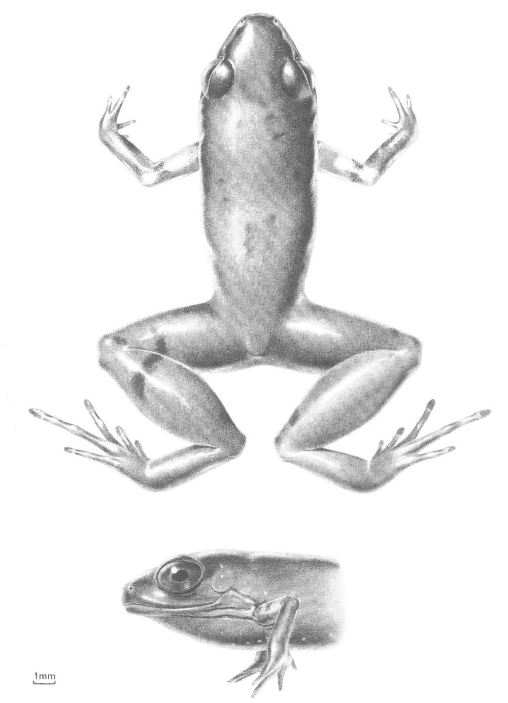 HOOGMOED & LESCURE: SOUTH AMERICAN FROGS 103 Fig. 8.