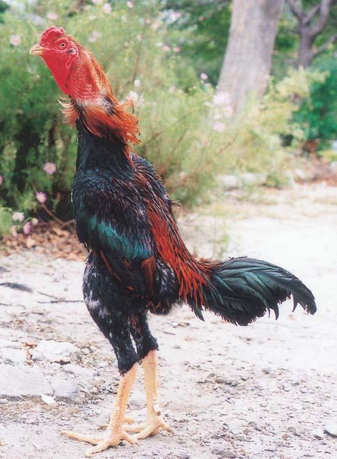 Chabo (Japanese Bantam) cock,