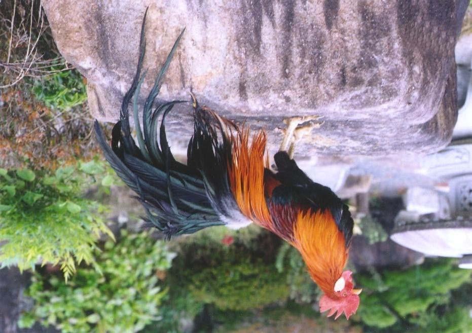 Japanese Native Chickens Fig. 11.