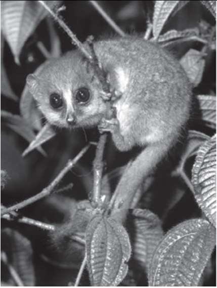 Copyright Konrad Wothe/Minden Pictures Figure 1. Mouse lemur Length: 12.