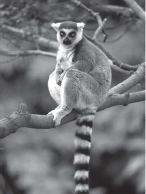 Ring-tailed lemur Length: 38 cm 46 cm Habitat: Deciduous forest and scrub forest Copyright Frans Lanting/Minden