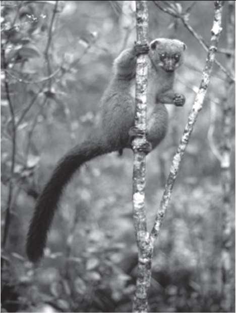 Red-bellied lemur Length: 36 cm 54 cm Habitat: Rain forest The lemurs shown in figures 1 4 all have prominent