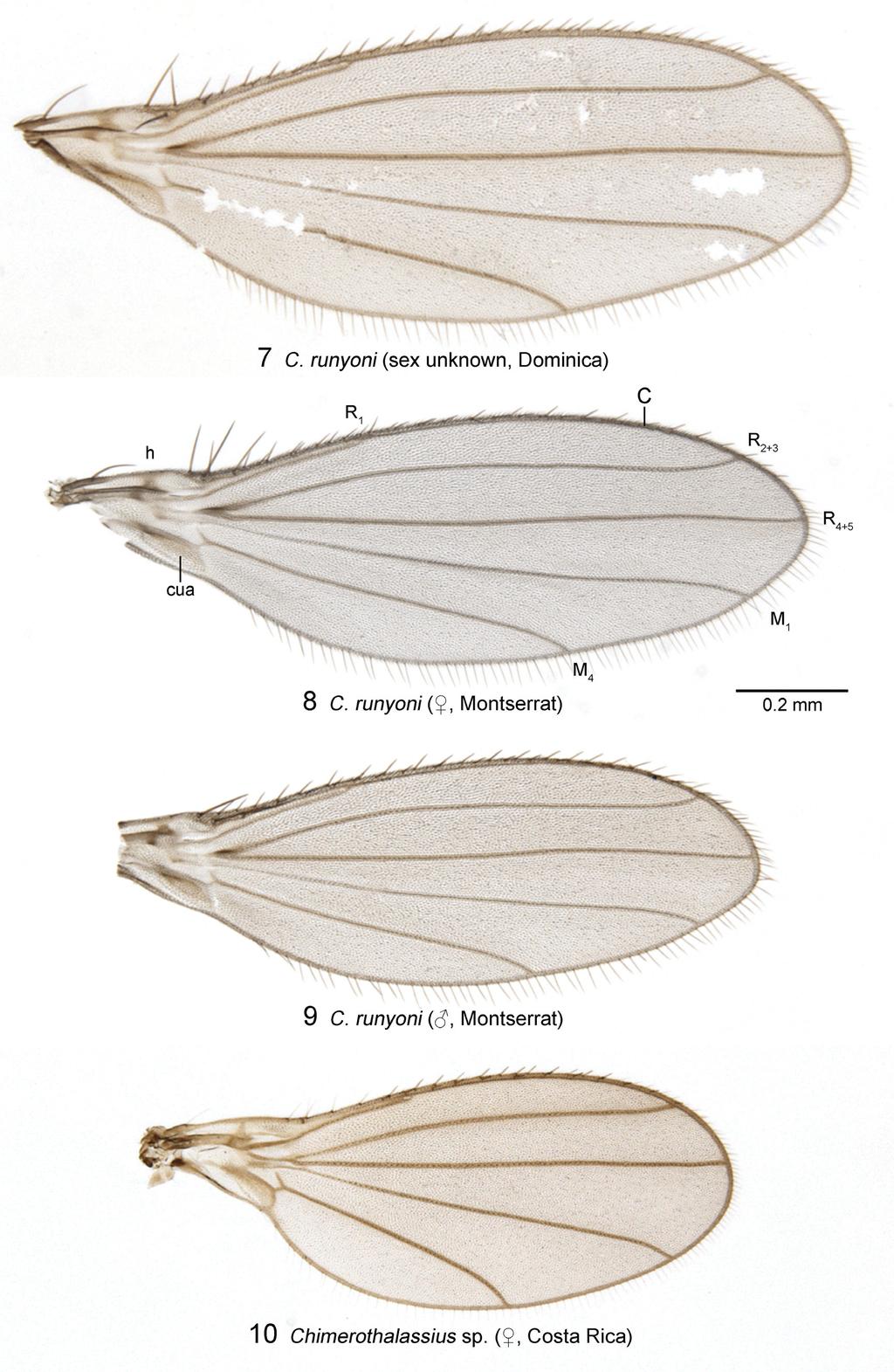 FIGURES 7 10. Wings (dorsal surface). 7. Chimerothalassius runyoni sp. nov., specimen of unknown sex from Rodney s Rock, Dominica. 8. Same, female paratype from Woodlands Beach, Montserrat. 9.