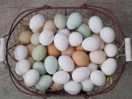 Overview Egg industry in the U.S.