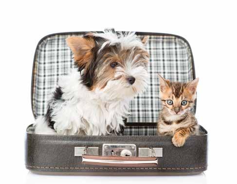 TRANSPORT FOR CATS & DOGS - TRANSPORT BAGS.