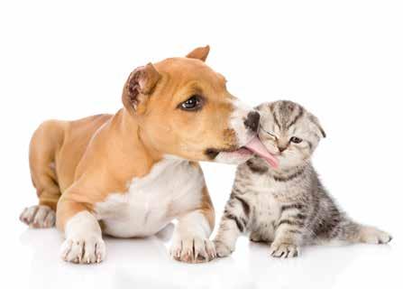 HYGIENE FOR CATS & DOGS - DOGS.