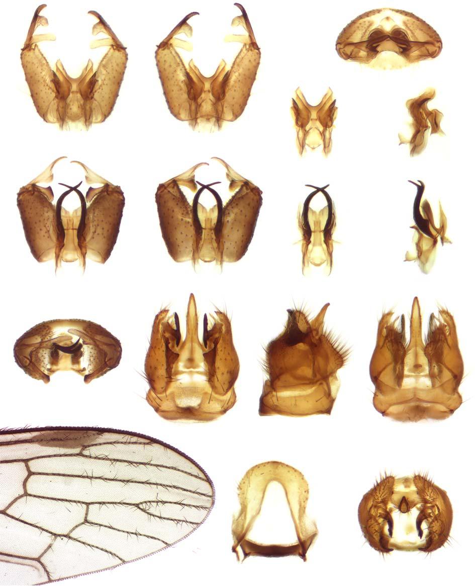 Six new species of limoniid flies from Tanzania 275 10 8 9 11 12 13 14 16 17 15 18 19 20 23 22 21 Figs 8 23. Trichotrimicra mbeya sp.n., holotype #: 8 hypopygium, dorsal view; 9 same, ventral view; 10 same, caudal view; 11 aedeagal complex, ventral view; 12 same, lateral view; Trichotrimicra odontocera sp.