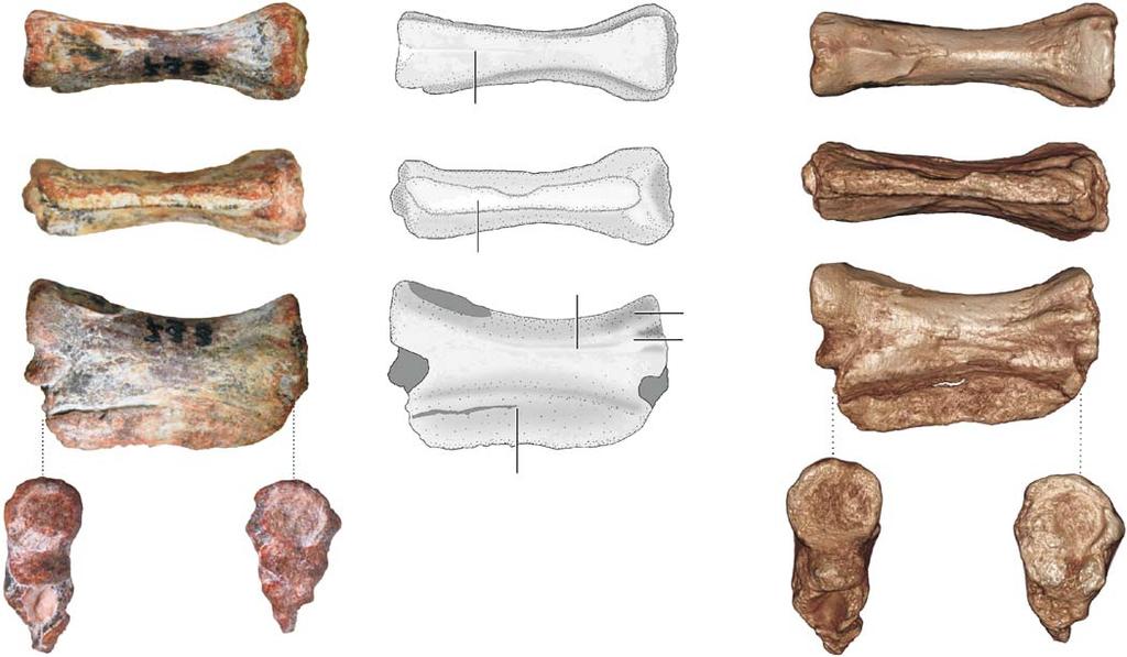 DE OLIVEIRA ET AL. EARLY TRIASSIC ARCHOSAUROMORPHS FROM BRAZIL 715 A 1 A 2 B 1 B 2 10 mm A 3 A 6 B 3 lateral keel diapophysis paraphysis A 4 A 7 B 4 A 5 A 8 ventromedian keel B 5 Fig. 1. Cervical vertebra (UNIPAMPA 733) of?