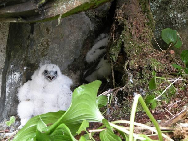 When I replaced the two banded nestlings onto the ledge, and looked over the edge, a third nestling was on another grassy ledge about 6m