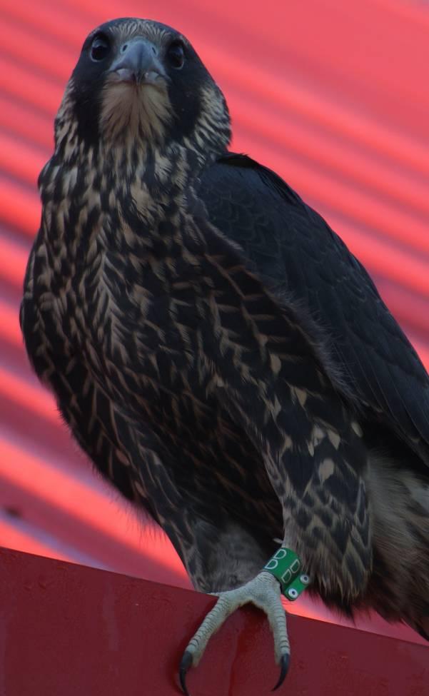lightkeeper, Stanley Westhaver, obtained a photo showing unambiguously the bird s ID band. Some of us find it very interesting to see what these young falcons look like when fully feathered (vs.