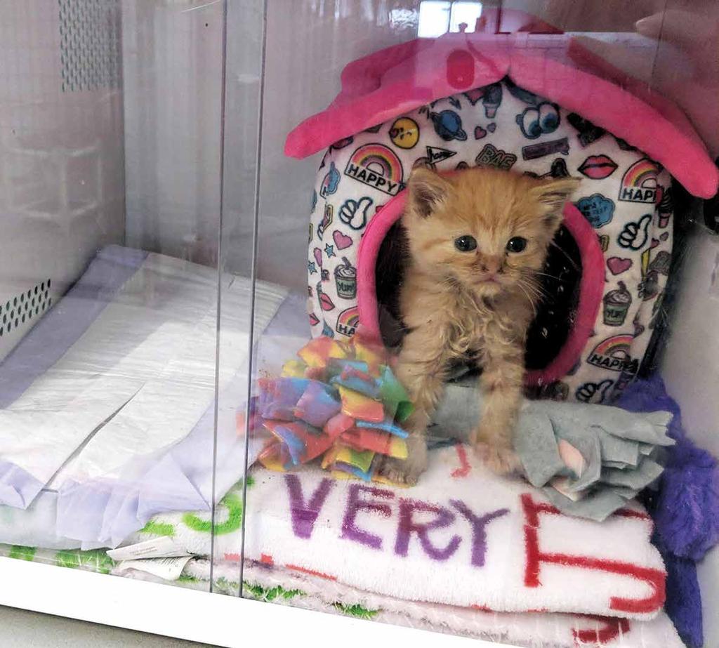 INCUBATORS In 2018 the ARL received three kitten incubators that gave our tiniest orphaned kittens a better chance of survival.
