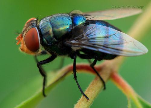 The Black Blowfly (Phormia terrae novae) and Bluebottle (Calliphora erythrocephala) do not make the first strike but, attracted by the smell of putrefaction, cash in on the damage already caused by