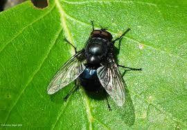 Fighting blowflies The first line of attack is not to attract the flies in the first place. The prevalence of flystrike can be considerably reduced by improving farm management practices.
