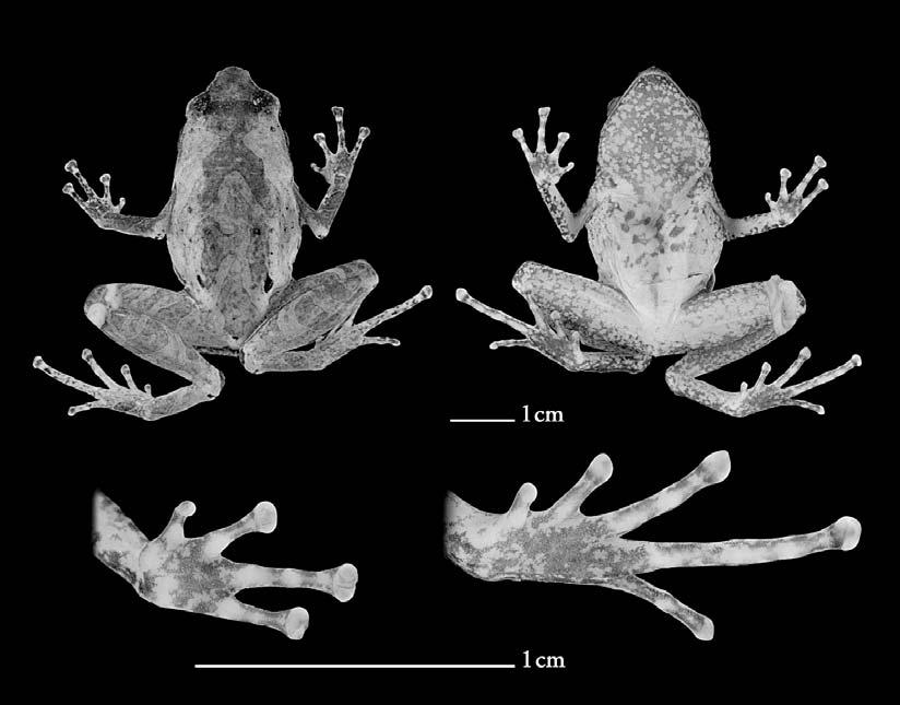 630 M. VENCES ET AL. FIG. 1. Plethodontohyla mihanika, female holotype UMMZ 211375 from Zahamena in dorsal and ventral view, and ventral views of its left hand and foot.