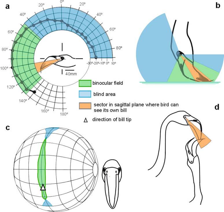Fig. 1 Visual fields and feeding in Lesser Flamingos.
