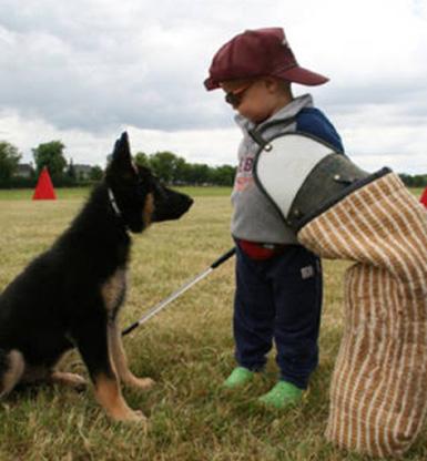 , 2, and pup, Bosco Von Karlovhaus, give this Schutzhund thing a try.