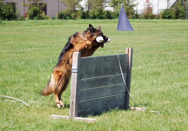 Other key interests of the Club involve conformation & ring training. 2. Bur Oak Hundesport is affiliated with the German Shepherd Dog Club of America-Working Dog Association, Inc., (GSDCA-WDA).
