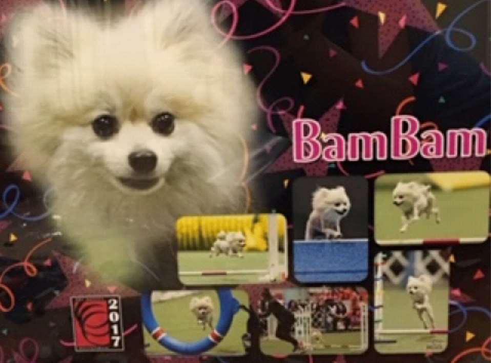PACH Dog Pomeranian Bam-Bam Handled by: Ronda Harvey Owned by: Ronda