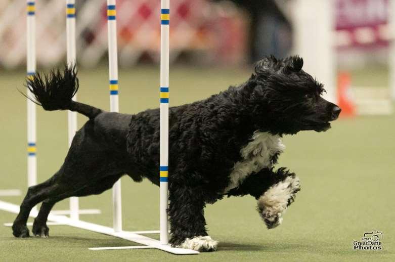 PACH Dog Portuguese Water Dog Pepin Handled by: Sandy Kott Owned by: Sandra M Kott/Katie