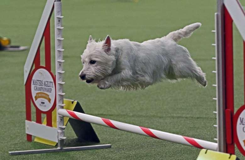 PACH Dog West Highland White Terrier Kirby Handled by: Andi Turco-Levin Owned by: Mrs.