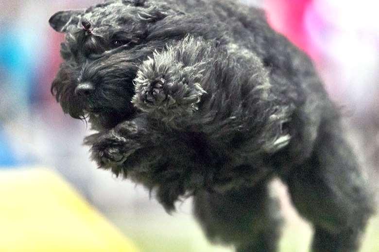Bouvier des Flandres Pearl Handled by: Susannah Feagin Owned by: Dr.