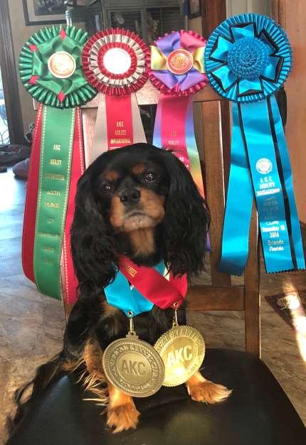 Cavalier King Charles Spaniel Dash Handled by: Antonia Rotelle Owned