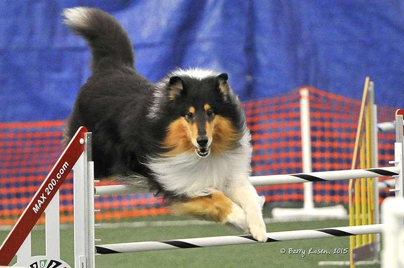 Collie Zorro Handled by: Mary Valentine Owned by: Mary Valentine