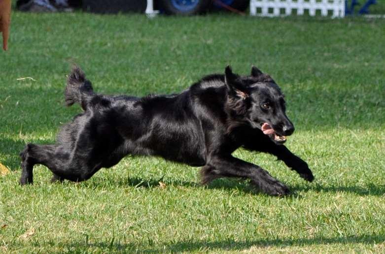 Flat-Coated Retriever Clique Handled by: Teresa Rodney Owned by: