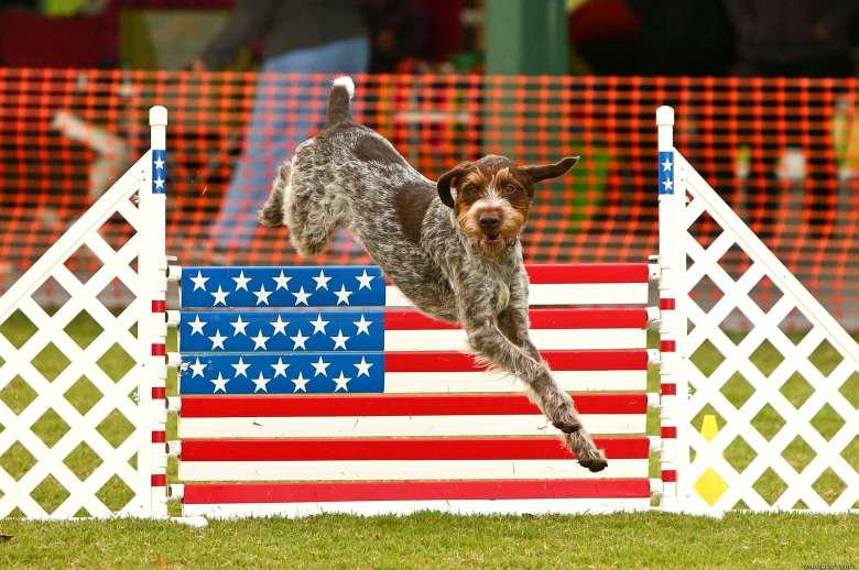 German Wirehaired Pointer Romeo Handled by: Susan McKeever Owned by: Susan