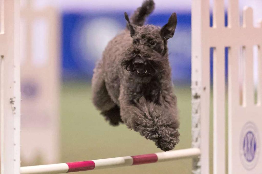 Kerry Blue Terrier Meghan Handled by: Judy Wick Owned by: Judy