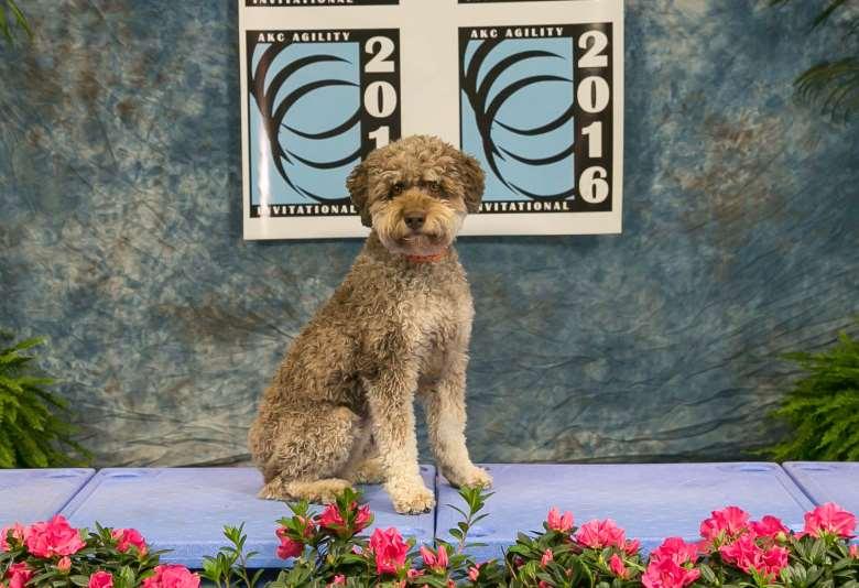 Lagotto Romagnolo Sicily Handled by: Alan Hann Owned