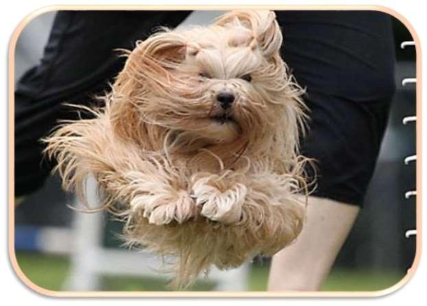 Lhasa Apso Myth Handled by: Melissa Torgerson Owned by: