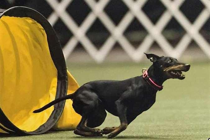Manchester Terrier Tippsy Handled by: Linda Zaeske Owned by: Linda