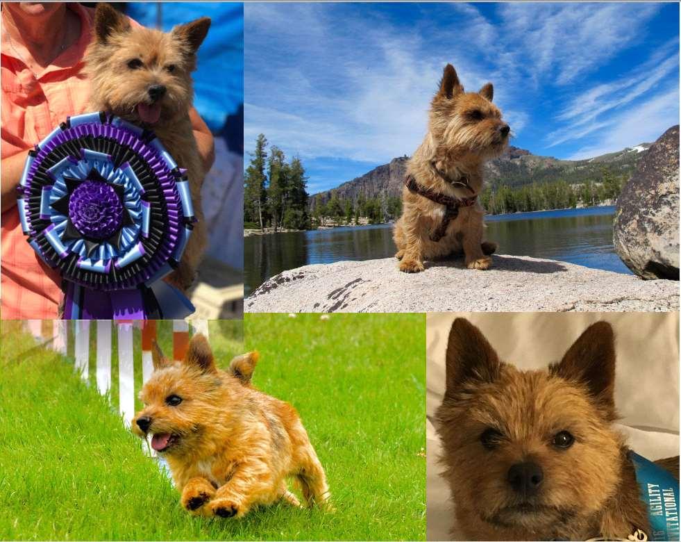 Norwich Terrier Savvy Handled by: Rainee Johnson Owned by: Rainee Johnson D.V.M.