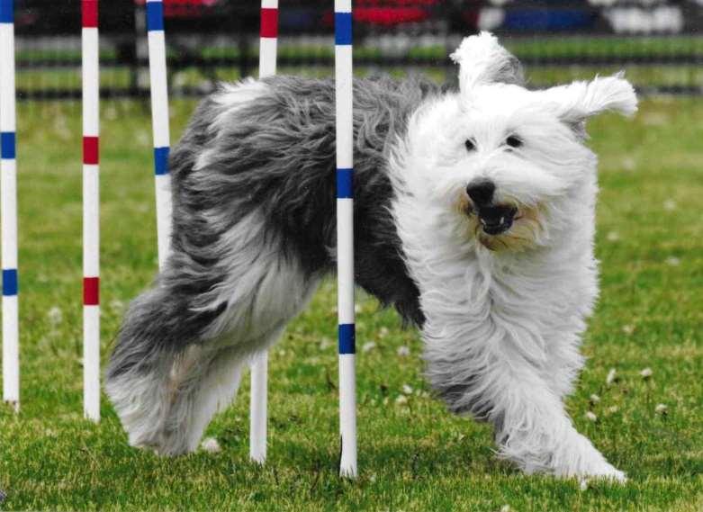 Old English Sheepdog Uli Handled by: Kathy Scott Owned by: