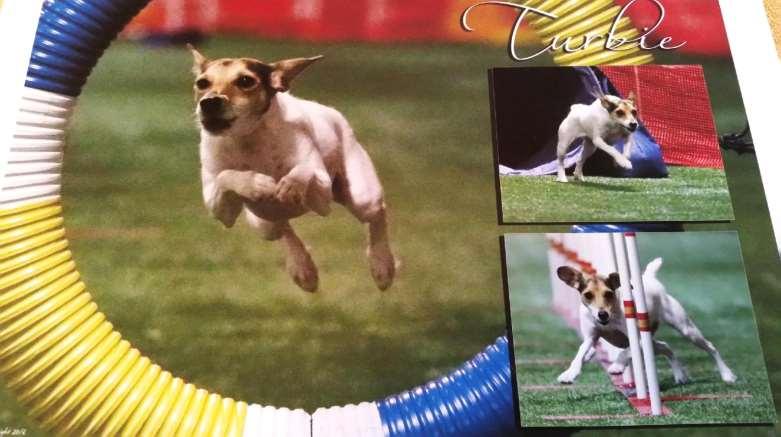Parson Russell Terrier Turbie Handled by: Linda Borchers