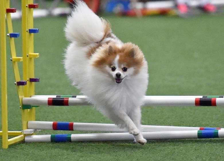 Pomeranian Belle Handled by: Nancy McDonough Owned by: