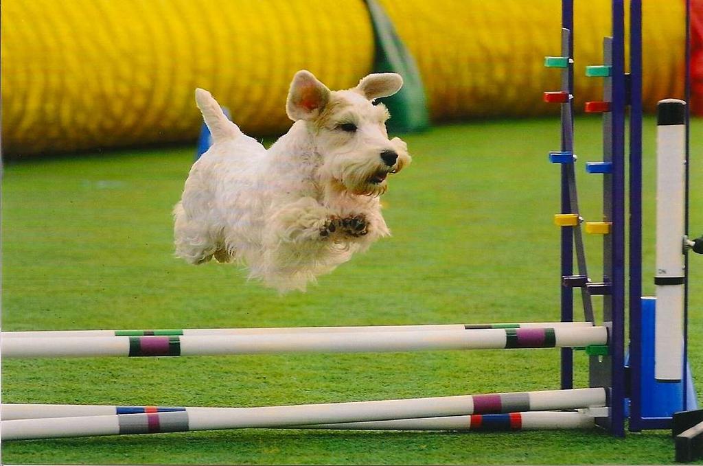 Sealyham Terrier Dawson Handled by: Conny Henry Owned by: