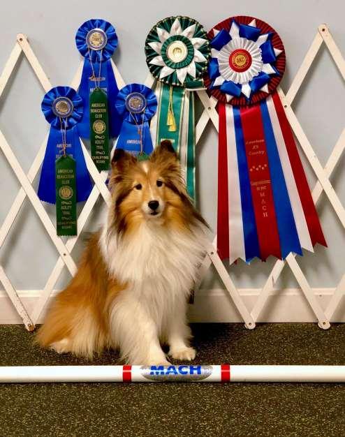 Shetland Sheepdog Radiance Handled by: Patti Gagnon Owned by:
