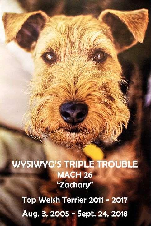 Welsh Terrier Zachary Handled by: Linda Brisbin Owned by: Linda