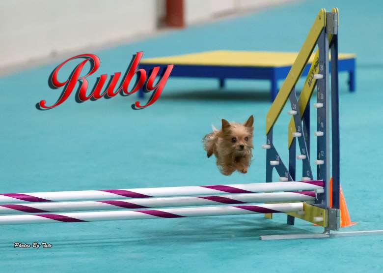 Yorkshire Terrier Ruby Handled by: Mary Doyle Owned by: Mary