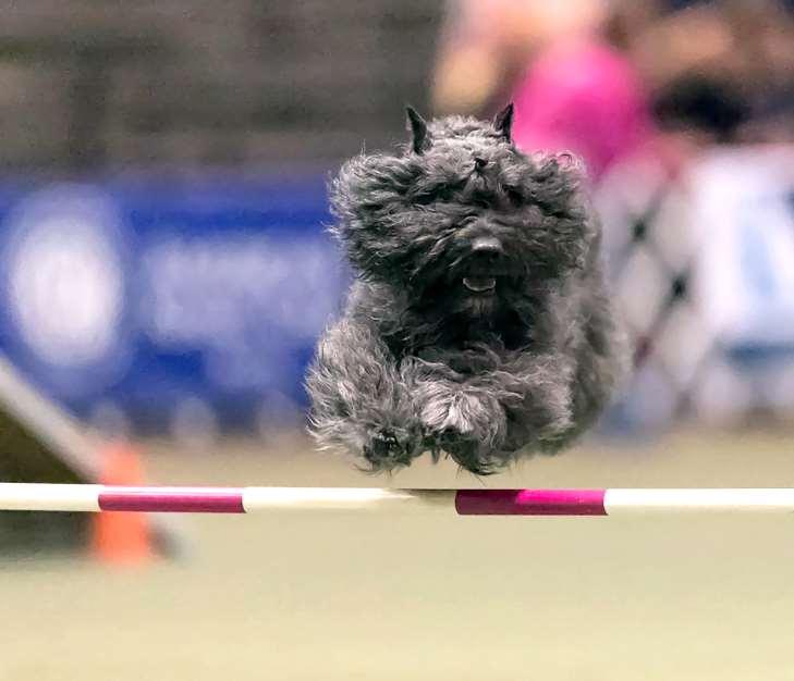 PACH Dog Bouvier des Flandres Mardi Handled by: Susannah Feagin Owned by: Dr.