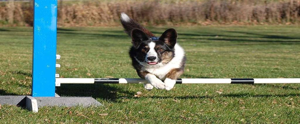 PACH Dog Cardigan Welsh Corgi Catch Handled by: Janice Tesch Owned by: Janice