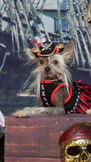 PACH Dog Chinese Crested Q-Tee Handled by: Patty Stiehl