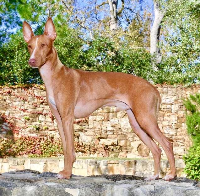 PACH Dog Cirneco dell'etna Rico Handled by: Nancy Doyle Owned by: Darryl