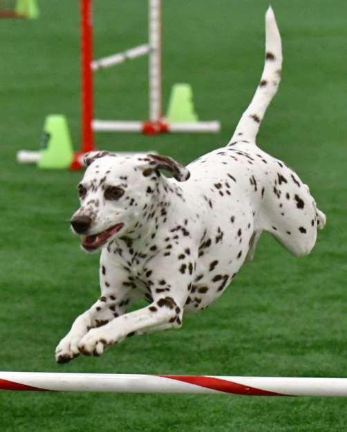PACH Dog Dalmatian Willow Handled by: Kim Melen Owned by: Kim