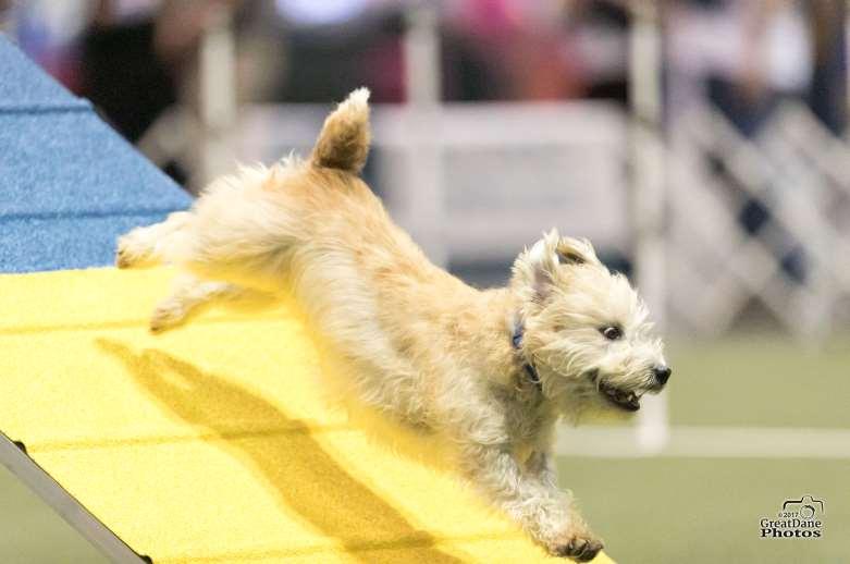 PACH Dog Glen of Imaal Terrier Niamh Handled by: Laura Trainor Owned by: Laura Gilbert